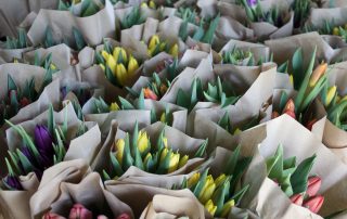 bunches of fresh cut tulips