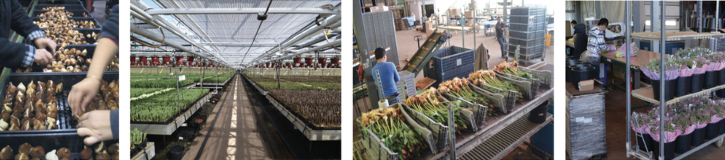 Holland Greenhouses Inc A Family Run Wholesale Grower In Central Nj